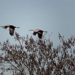 Kraniche beim Flug zu einer Futterstelle