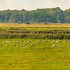 Kraniche beim Günzer See; 2020.09.15