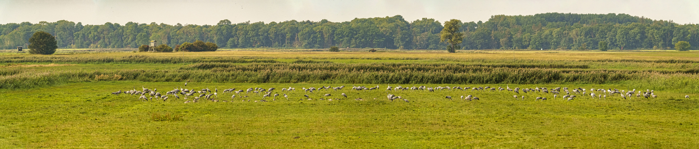 Kraniche beim Günzer See; 2020.09.15