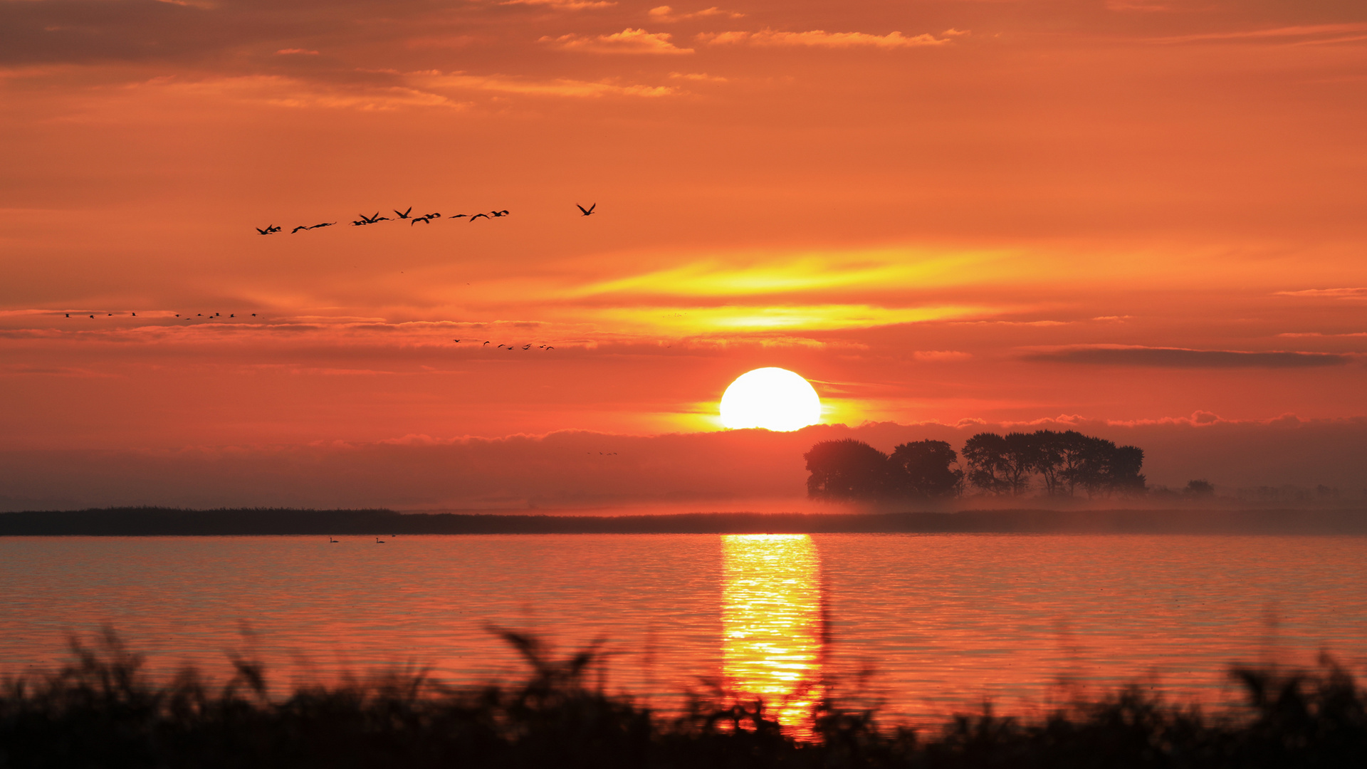 Kraniche beim Sonnenaufgang