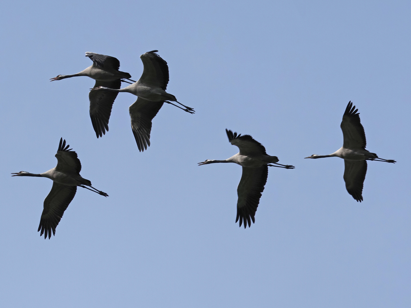 Kraniche beim Überfliegen des Dortmunder Deusenbergs