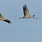 Kraniche: Das Junge fliegt schon prima 01