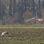 Kraniche, die bei Berlin-Karow "überwintern"