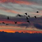 Kraniche - die Vögel des Glücks auf dem Weg zu ihrem Ruheplatz... 