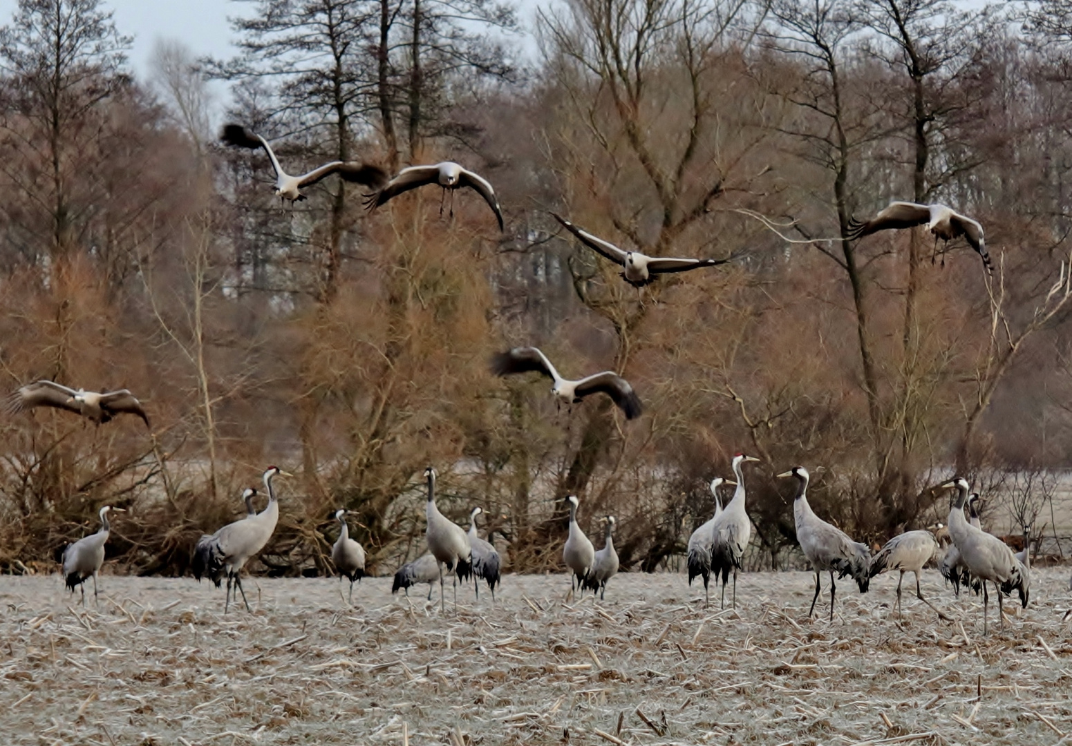 Kraniche, die Vögel des Glücks... kurz vor Ostern 2018