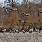 Kraniche, die Vögel des Glücks... kurz vor Ostern 2018