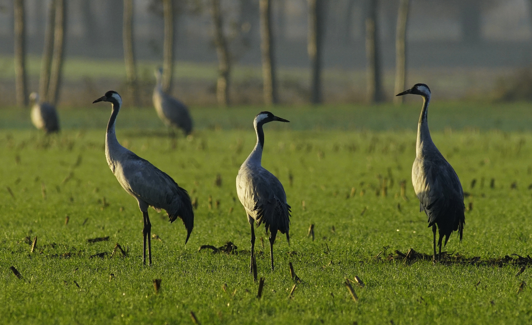 Kraniche. Foto & Bild | tiere, wildlife, wild lebende vögel Bilder auf fotocommunity