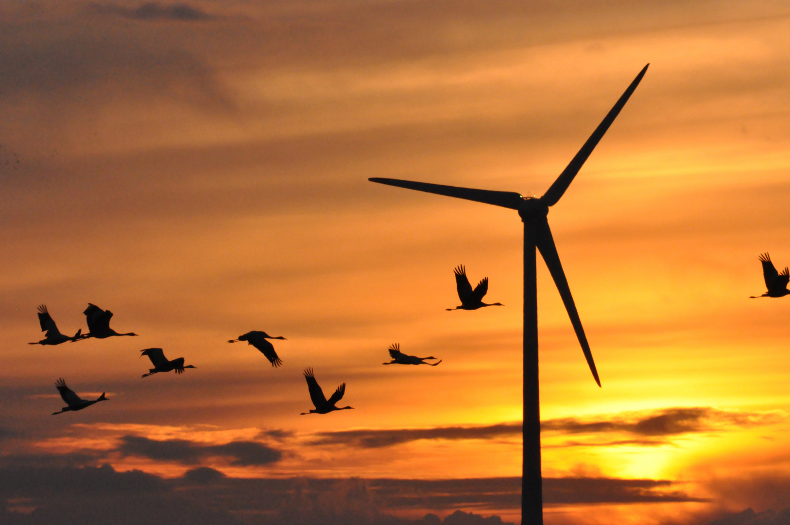 Kraniche fliegen auf in den Sonnenuntergang