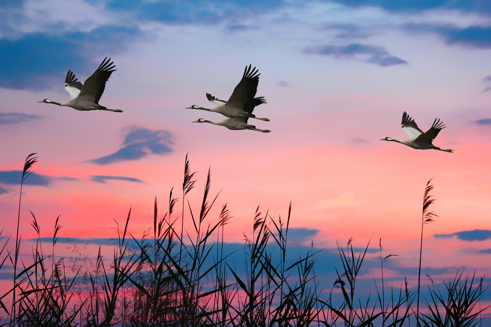 Kraniche fliegen in den Sonnenuntergang