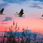 Kraniche fliegen in den Sonnenuntergang