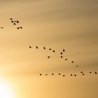 Kraniche fliegen ins Nachtquartier