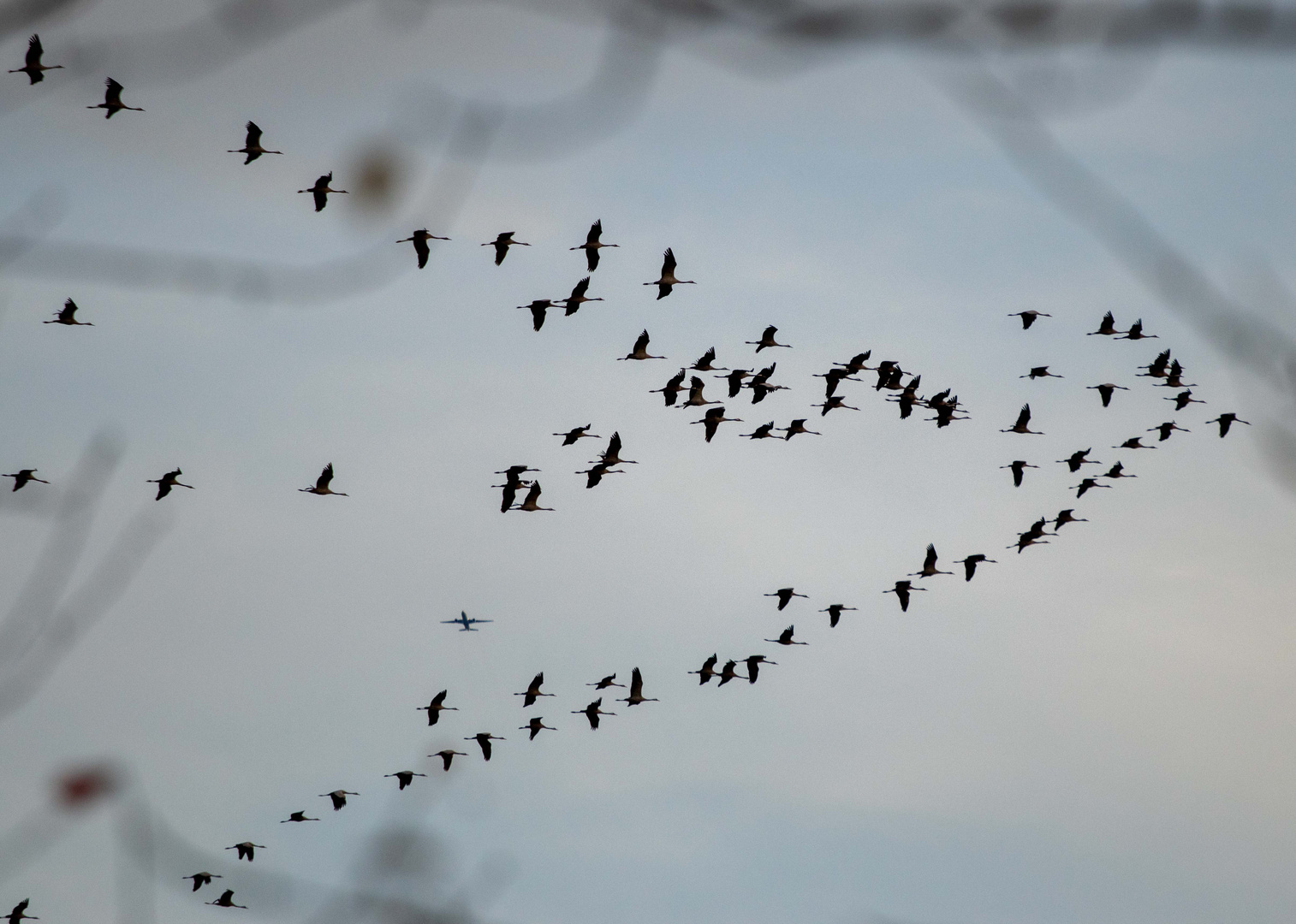 Kraniche Flieger