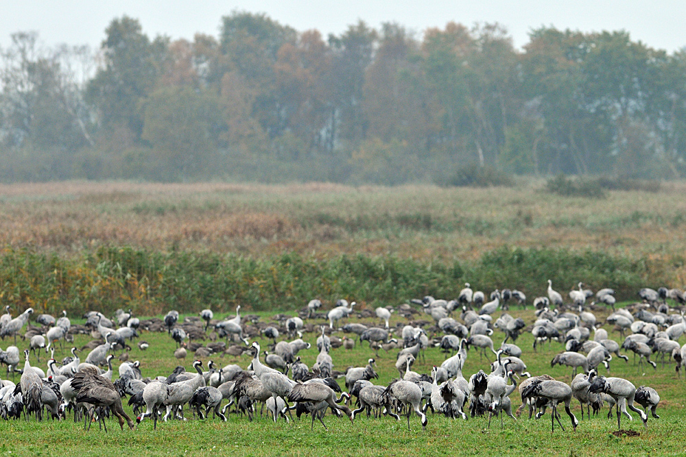 Kraniche: Flugstärkung 01