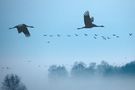 Kraniche - Fototour Diepholzer Moorniederung von Niederrhein Foto 