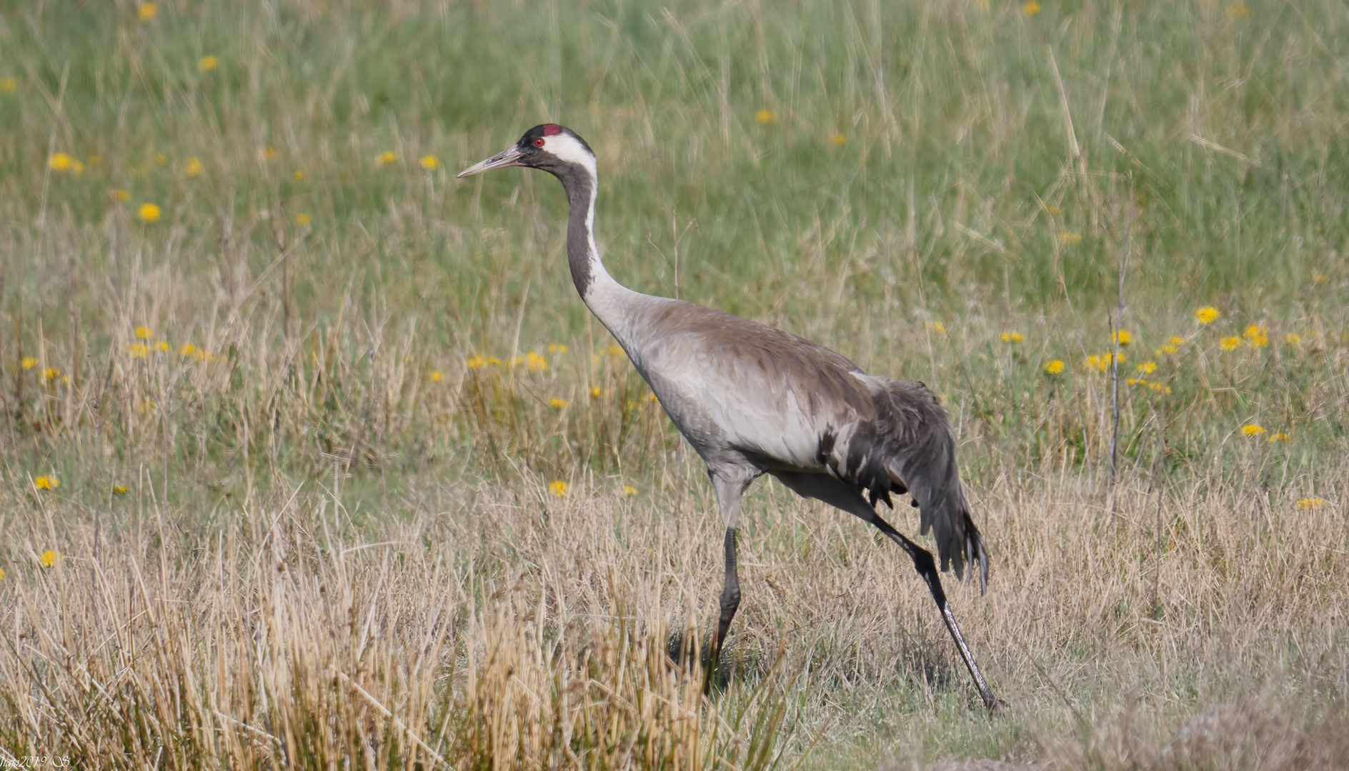 Kraniche gibts natürlich auch auf der Insel Öland....