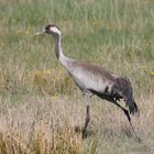 Kraniche gibts natürlich auch auf der Insel Öland....