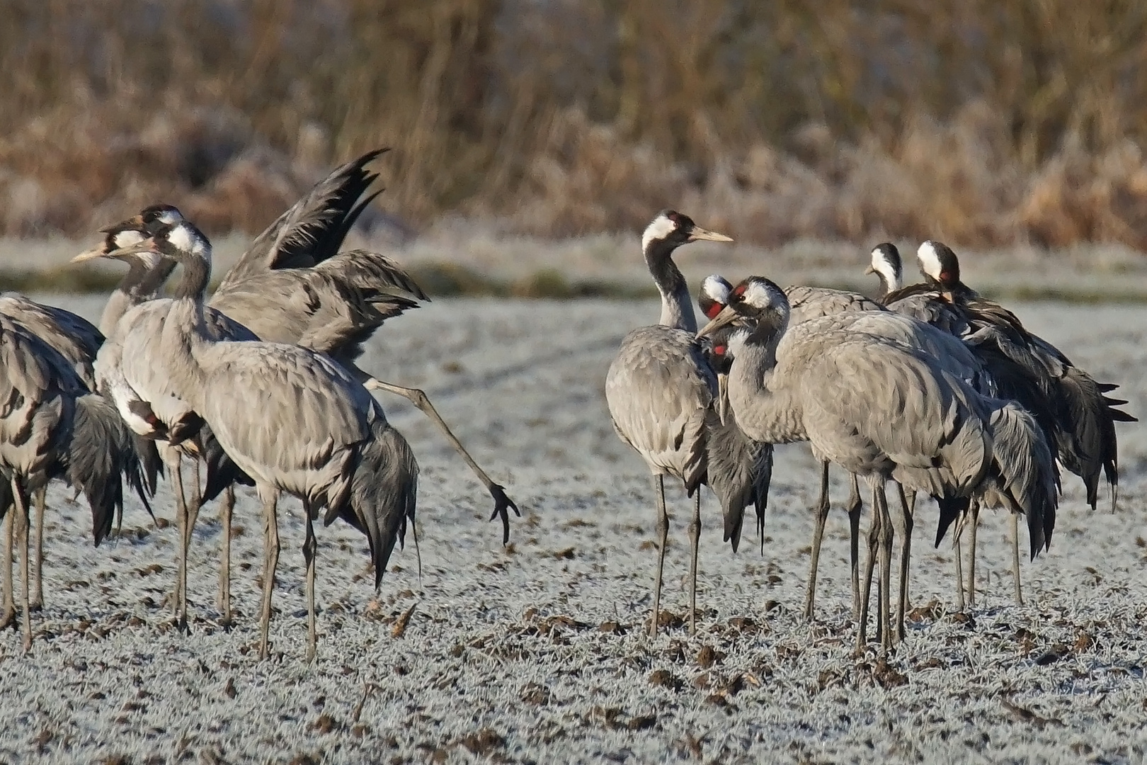 Kraniche (Grus grus)