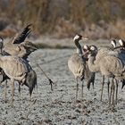 Kraniche (Grus grus)