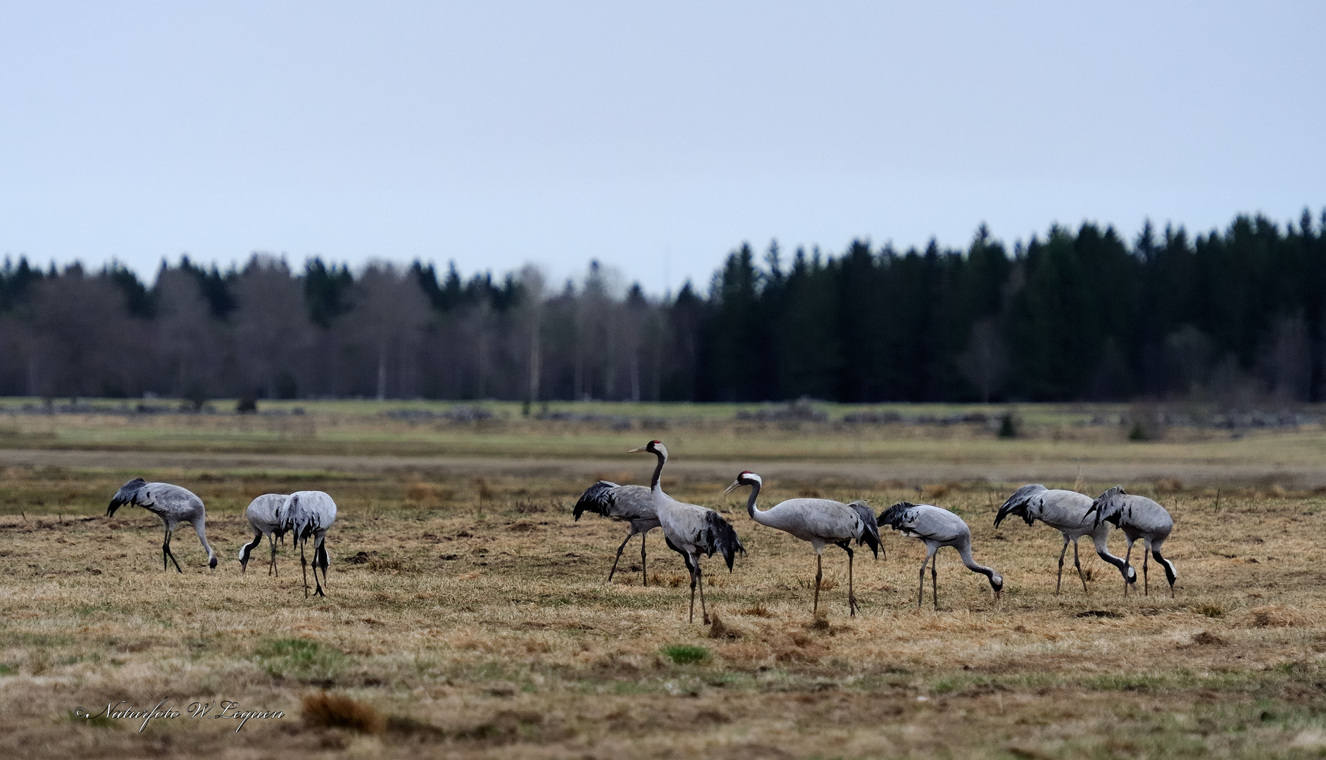 Kraniche ( Grus grus)