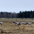 Kraniche ( Grus grus)