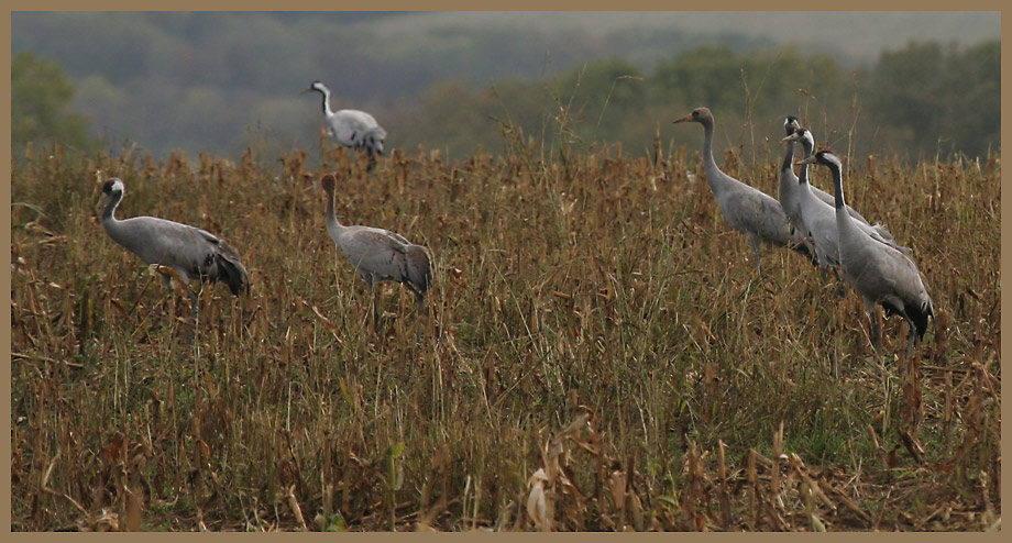 Kraniche (Grus grus) (4)