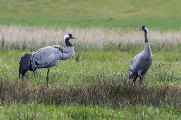  Kraniche (Grus grus) 