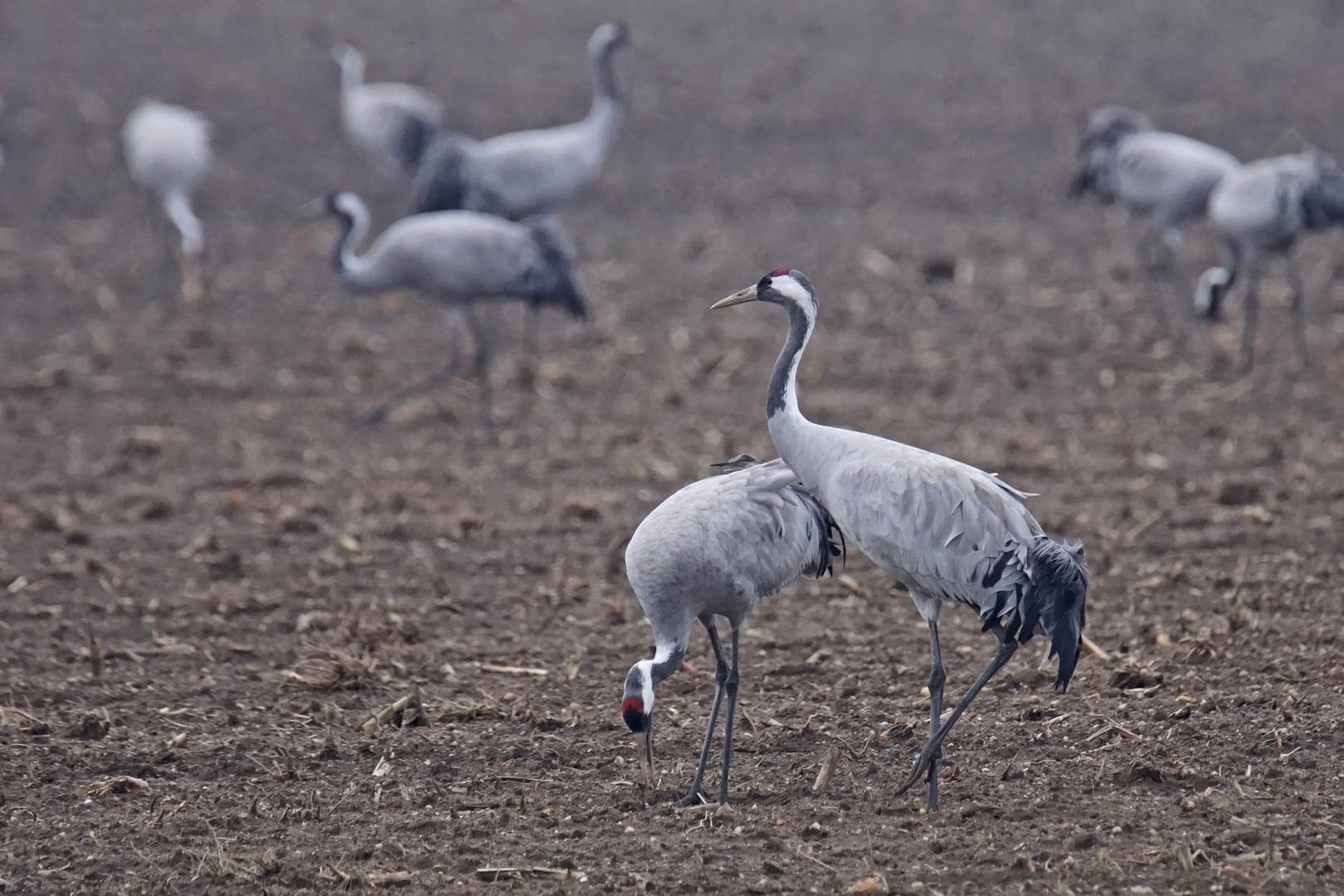 Kraniche (Grus grus)