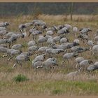 Kraniche (Grus grus) (5) (Suchbild)