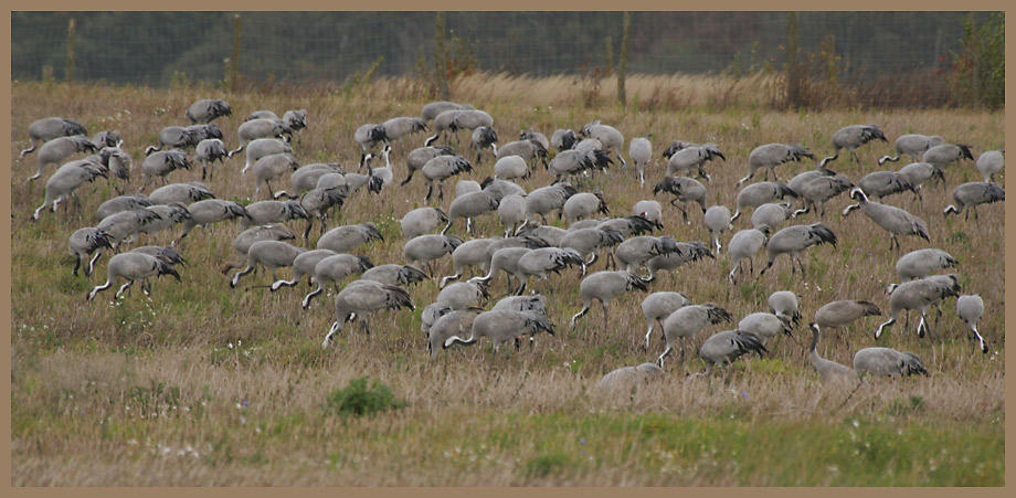 Kraniche (Grus grus) (5) (Suchbild)