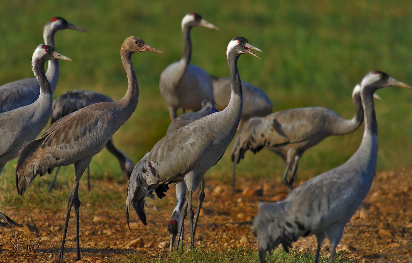 Kraniche ( Grus grus )