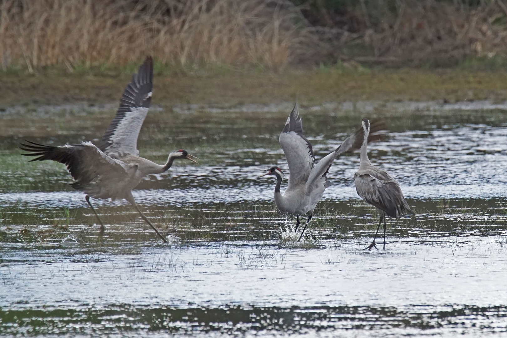 Kraniche (Grus grus)