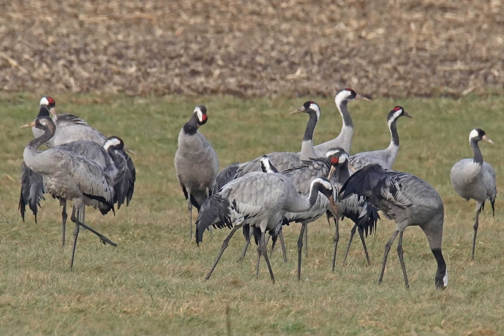 Kraniche (Grus grus)