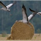 Kraniche (Grus grus) im Segelflug