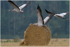 Kraniche (Grus grus) im Segelflug