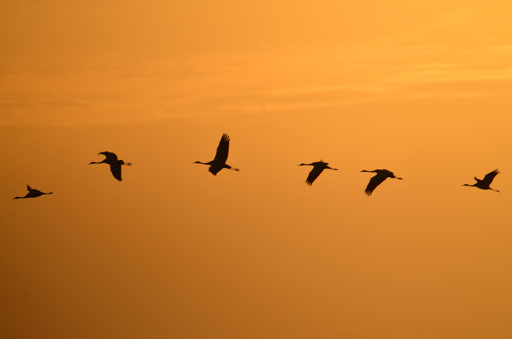 Kraniche (Grus grus) über dem Uchter Moor