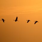 Kraniche (Grus grus) über dem Uchter Moor