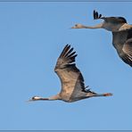 kraniche (grus grus).....die vögel des glücks......