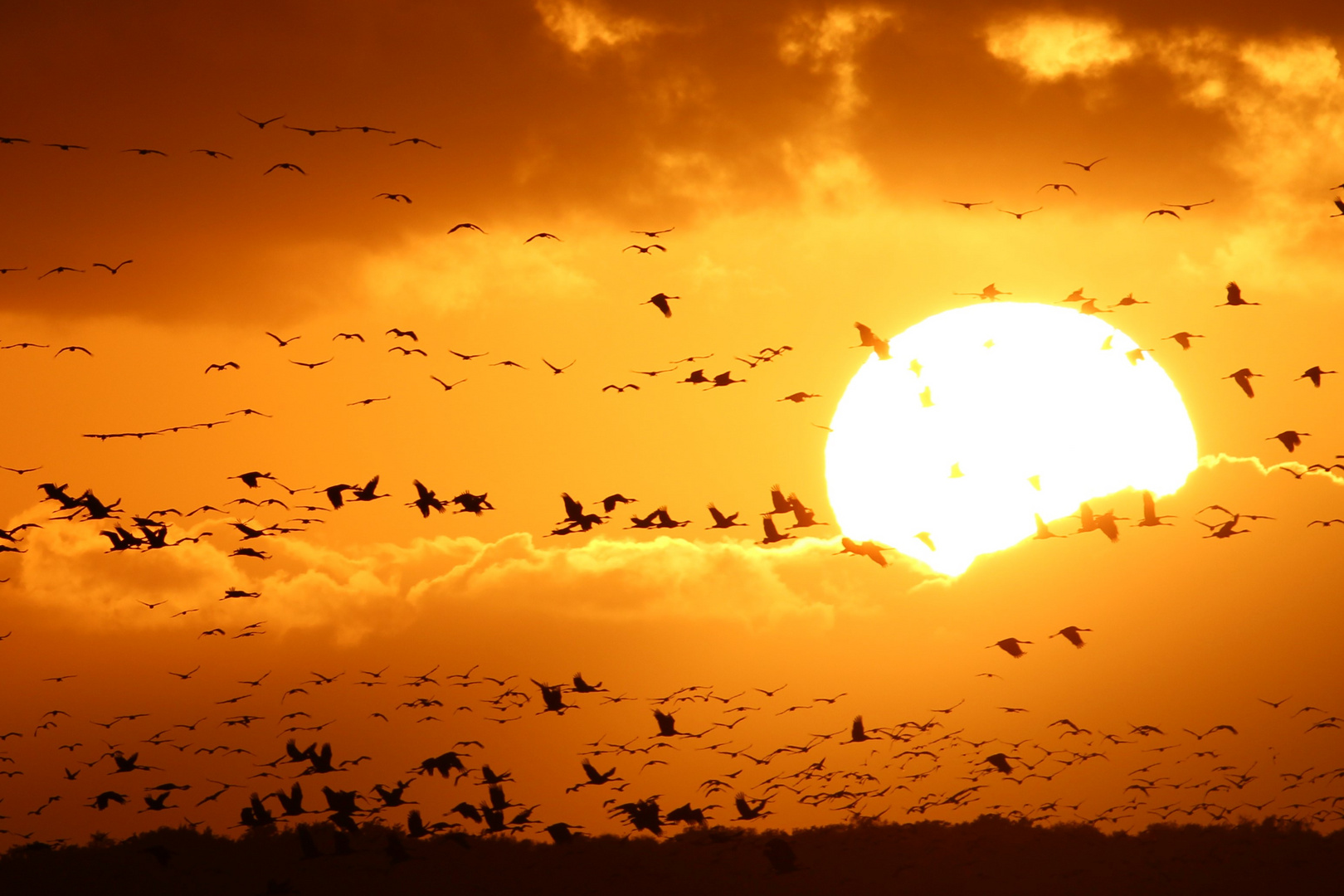 Kraniche im Abendanflug