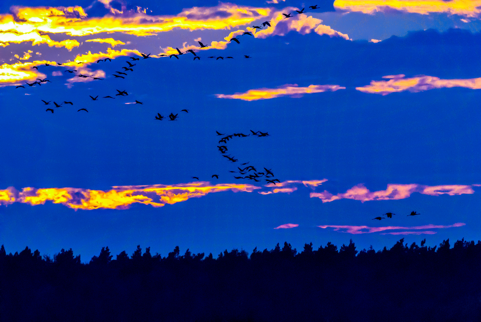 Kraniche im Abendblau