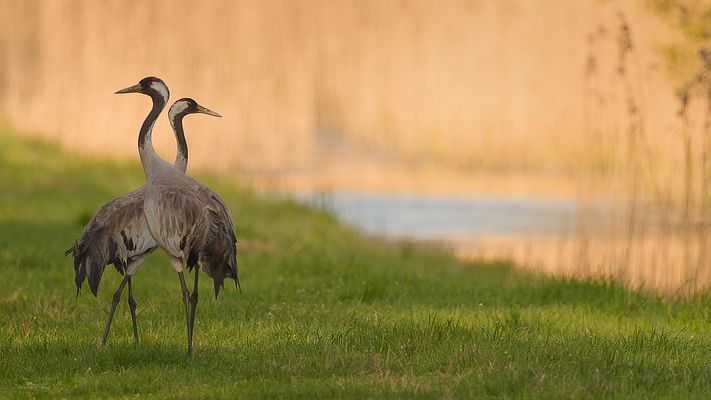 Kraniche  im Abendlicht