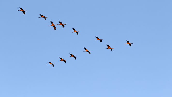 Kraniche im Abendlicht