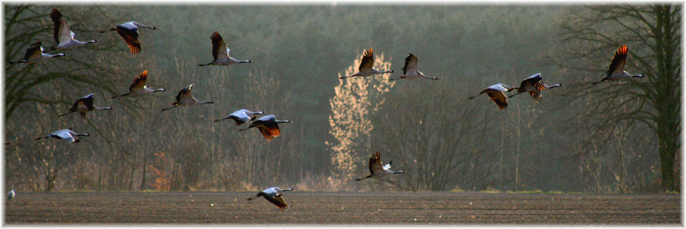 Kraniche im Abendlicht