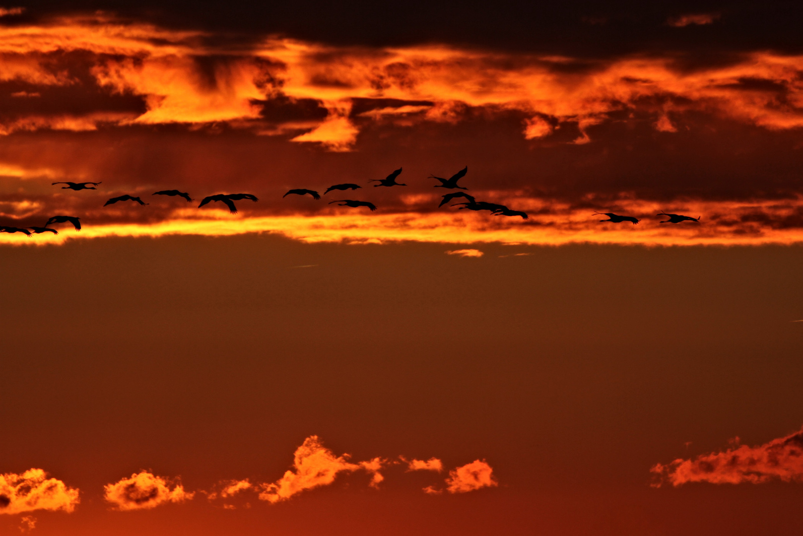 Kraniche im Abendrot