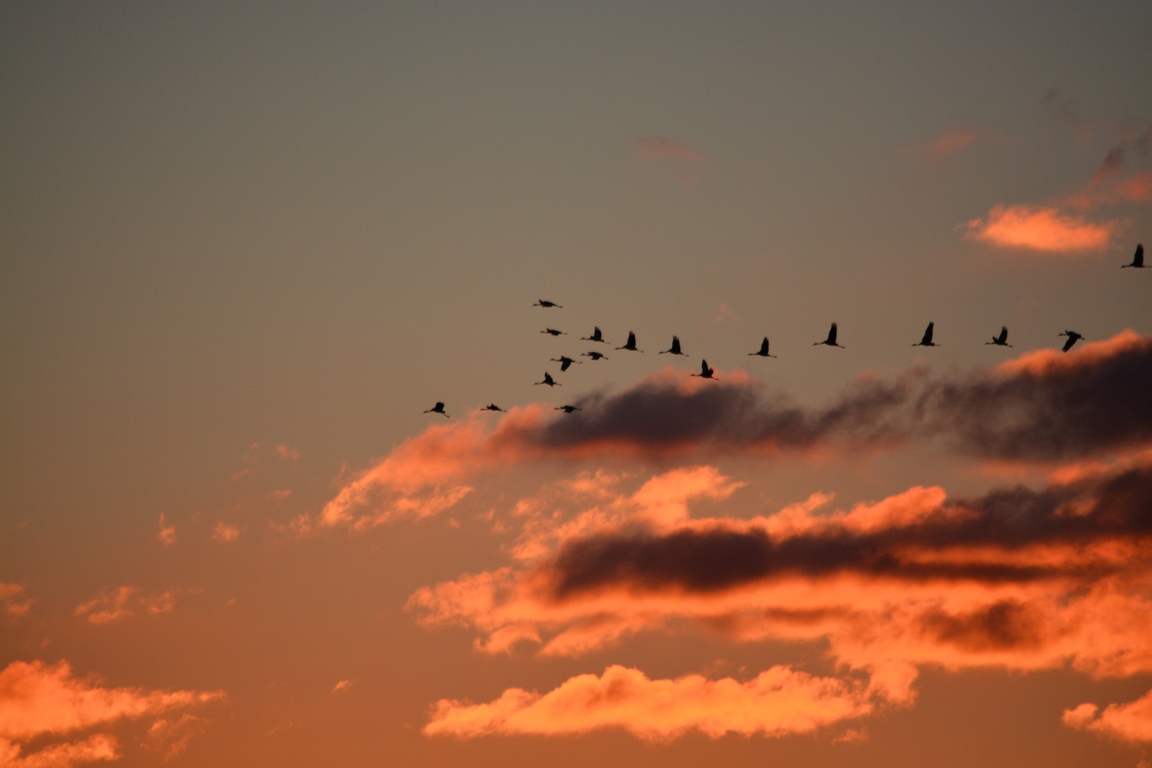 Kraniche im Abendrot