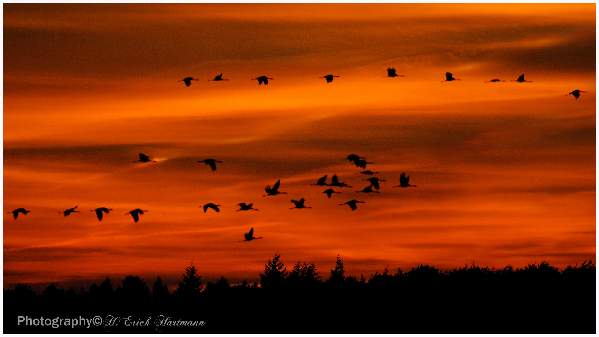 Kraniche im Abendrot