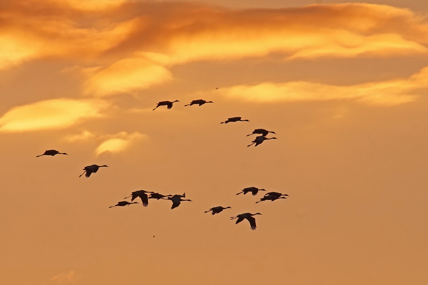 Kraniche im Abendrot