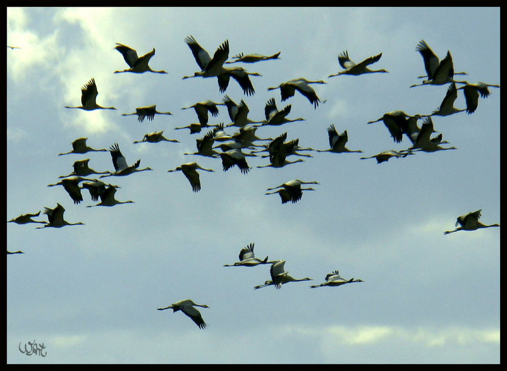 Kraniche im Abflug