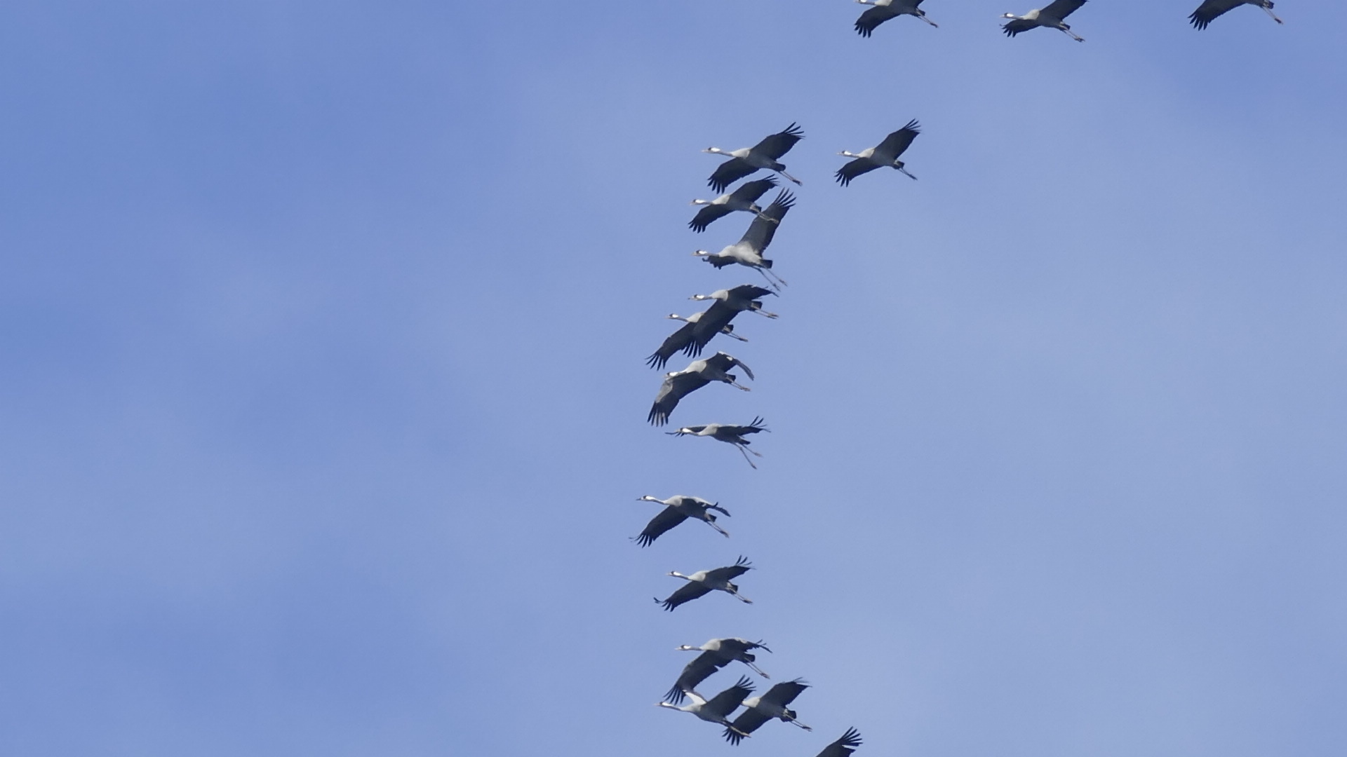 Kraniche im Abflug