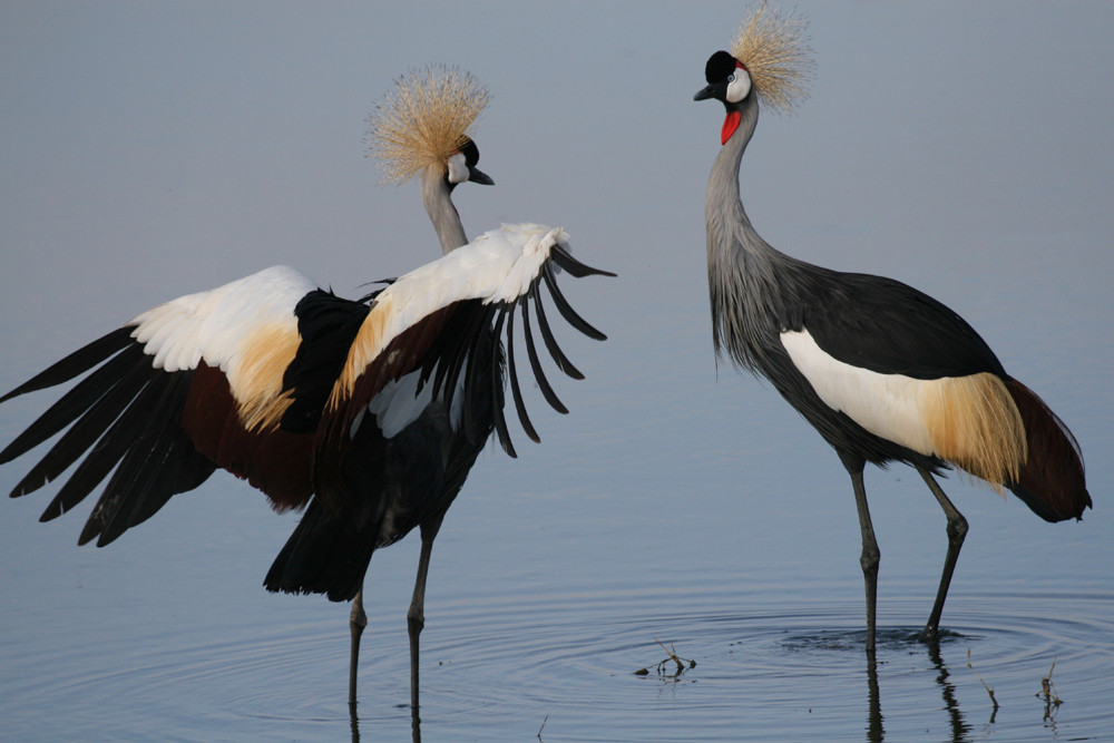 Kraniche im Amboseli Nationalpark