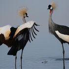 Kraniche im Amboseli Nationalpark